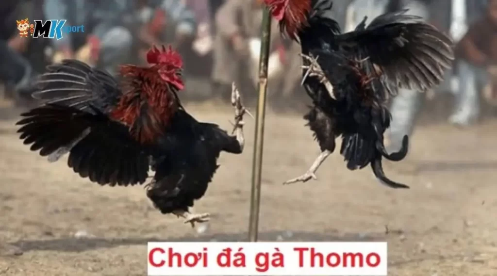 Đá Gà Thomo